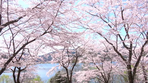 Falling petals of sakura in full bloom. Cherry blossoms in Japan. 4K Stock Footage 267178598