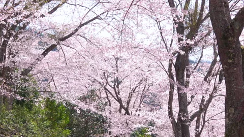 Falling petals of sakura in full bloom. Cherry blossoms in Japan. 4K Stock Footage 267323086