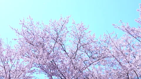 Falling petals of sakura in full bloom. Cherry blossoms in Japan. 4K Stock Footage 285586807