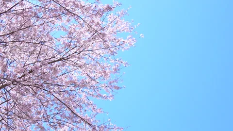 Falling petals of sakura in full bloom with blue sky. Cherry blossoms in Japan Stock Footage 286404469