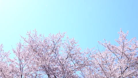 Falling petals of sakura in full bloom. Cherry blossoms in Japan. 4K Stock Footage 304401236