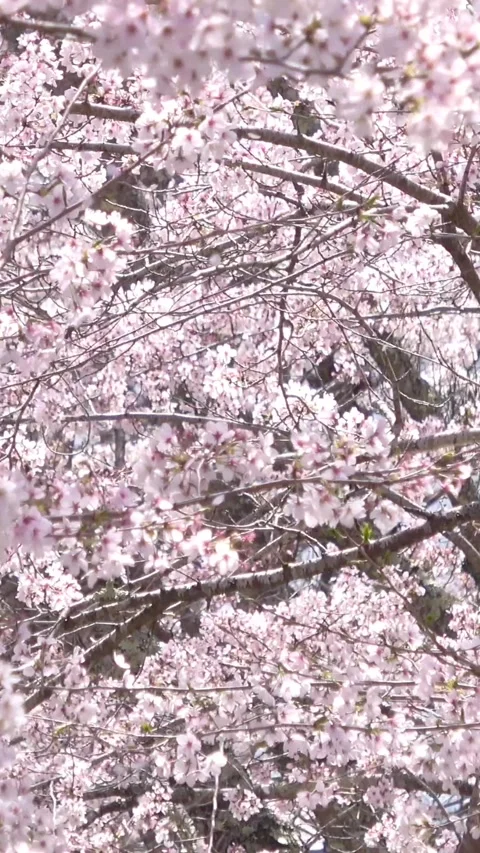 Falling petals of sakura in full bloom. Closeup of cherry blossoms in Japan. Stock Footage 305128997