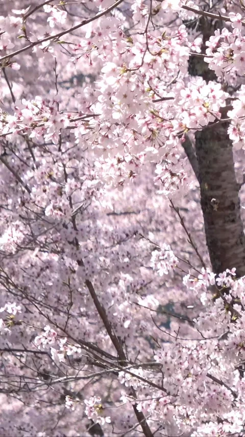 Falling petals of sakura in full bloom. Closeup of cherry blossoms in Japan. Stock Footage 305128998