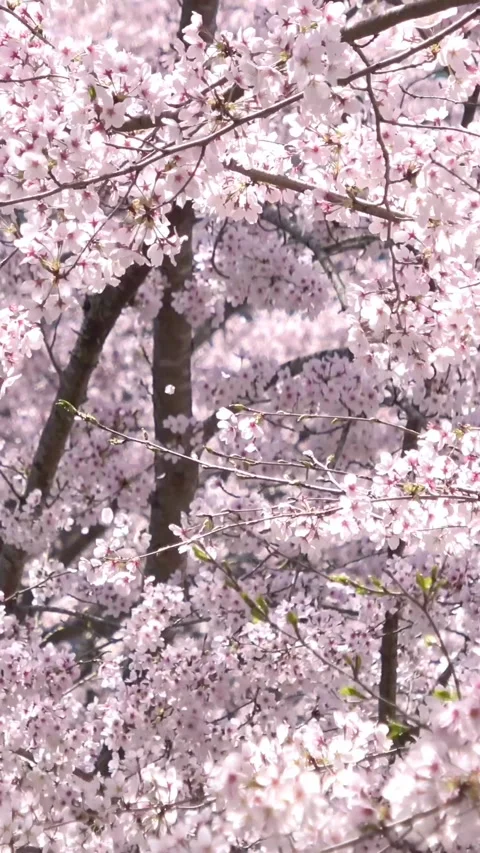 Falling petals of sakura in full bloom. Closeup of cherry blossoms in Japan. Stock Footage 305129000