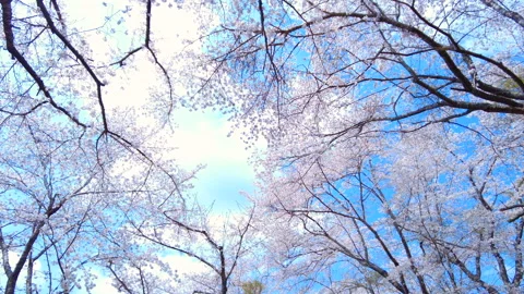 Falling petals of sakura in full bloom. Cherry blossoms in Japan. 4K Stock Footage 316591126