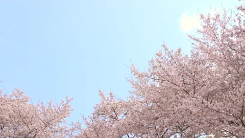 Falling petals of sakura in full bloom. Cherry blossoms in Japan. 4K Stock Footage 327424578
