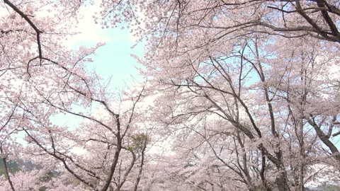 Falling petals of sakura in full bloom. Cherry blossoms in Japan. 4K Stock Footage 327828901