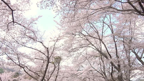 Falling petals of sakura in full bloom. Cherry blossoms in Japan. 4K Stock Footage 327828909