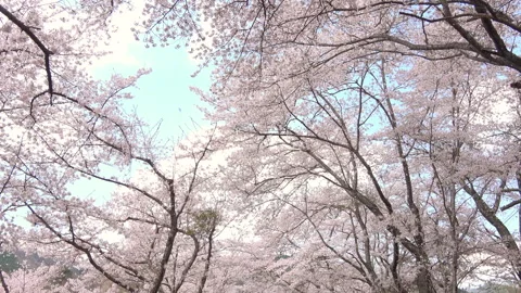Falling petals of sakura in full bloom. Cherry blossoms in Japan. 4K Stock Footage 327828911