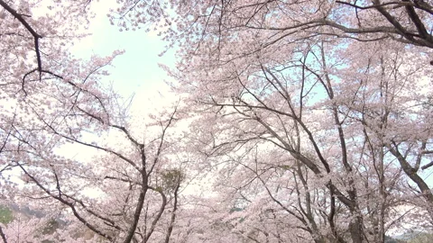 Falling petals of sakura in full bloom. Cherry blossoms in Japan. 4K Stock Footage 328276804