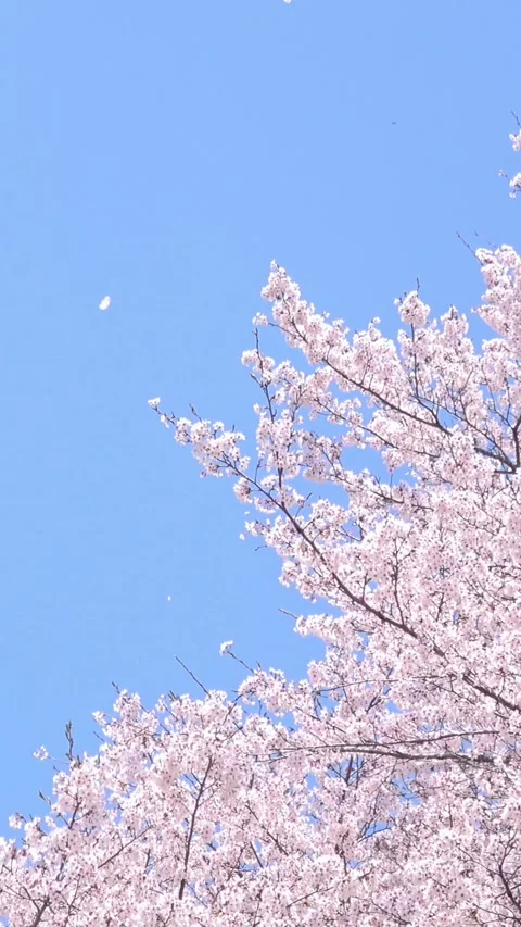 Falling petals of sakura in full bloom. Cherry blossoms in Japan. 4K Stock Footage 328910869