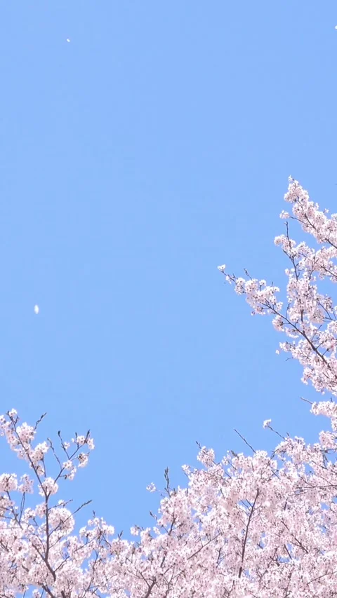 Falling petals of sakura in full bloom. Cherry blossoms in Japan. 4K Stock Footage 328910872