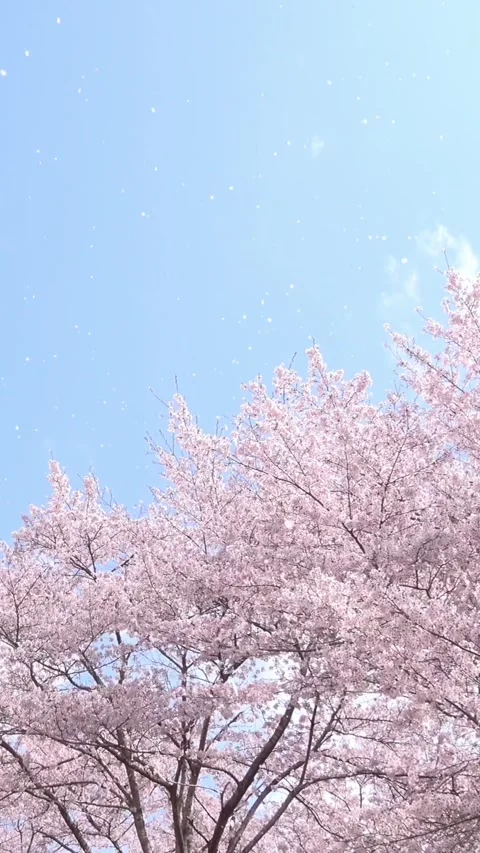 Falling petals of sakura in full bloom. Cherry blossoms in Japan. 4K Stockbeeldmateriaal 330229240