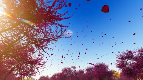 Falling petals in the spring forest Stock Footage 288177884