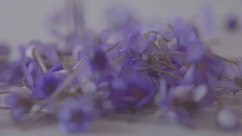Falling of petals of a tea rose. Slow motion. Stock Footage 105711215