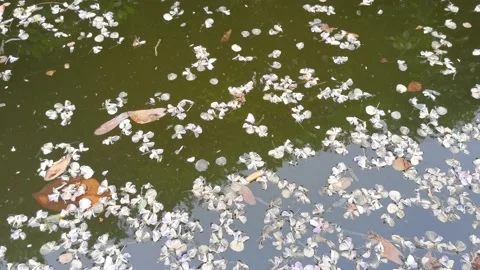 Falling petals in the water Stock Footage 184165190