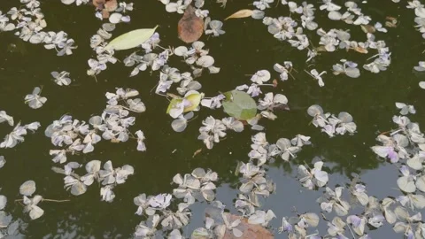 Falling petals in the water Stock Footage 184165260