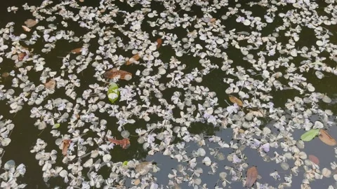 Falling petals in the water Stock Footage 184165315