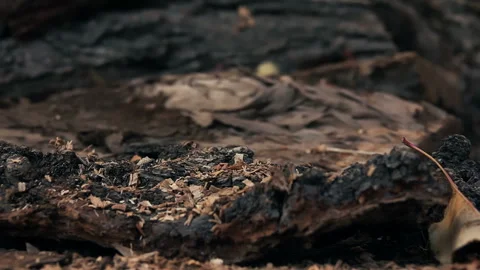 Falling Piece of Wood Stock-Footage 103979046