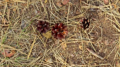 Falling pine cone with ants on the ground close-up, slow motion Stock Footage 254344192