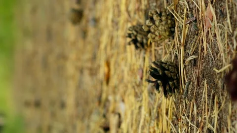 Falling pine cone with ants on the ground close-up, slow motion vertical Stock Footage 256992832