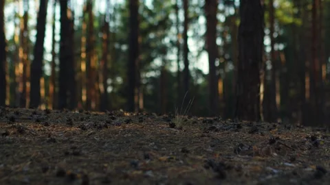Falling pine cone in autumn summer forest close-up, slow motion Stock Footage 254343944