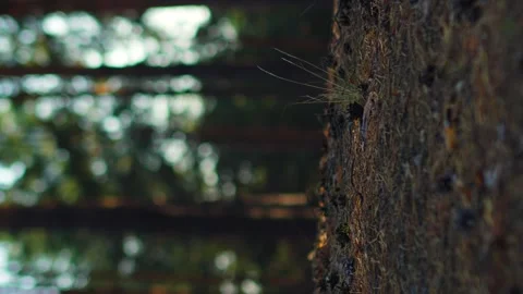 Falling pine cone in autumn summer forest close-up, slow motion vertical Stock Footage 256992498