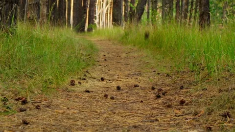 Falling pine cone close-up, slow motion Stock Footage 253409012