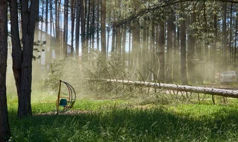 Falling pine tree Stock Photos