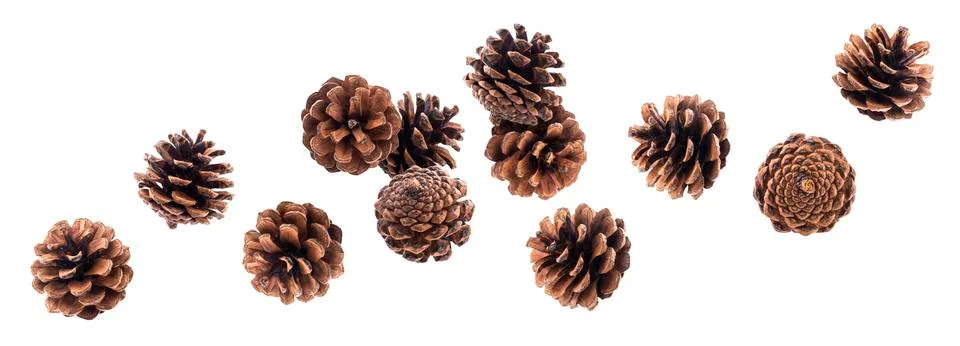 Falling pinecones isolated on white background with clipping path Foto stock
