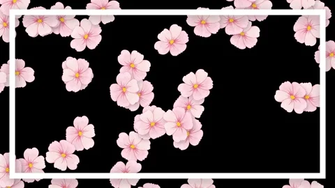 Falling Pink Cherry Blossom Flowers with White Frame on Black Background Stock Footage 339120846