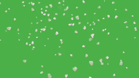 Falling pink cherry blossom petals animation on green screen background Stock Footage 340995339