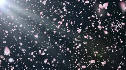 Falling pink cherry blossom petals on dark background with soft light rays 库存影片 342893772