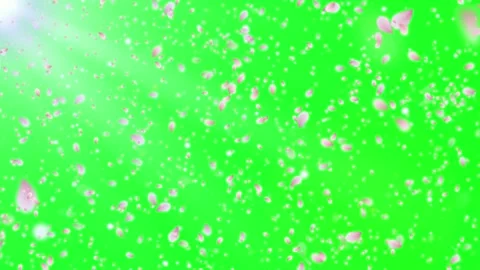 Falling pink cherry blossom petals on green screen background for video 库存影片 342893838