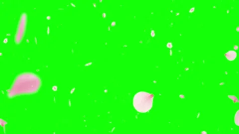 Falling pink cherry blossom petals isolated on a bright green screen background 库存影片 344918910