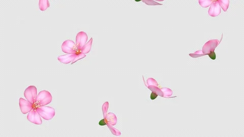 Falling Pink Cherry Blossoms Loop On Transparent Background Stock Footage 176964816