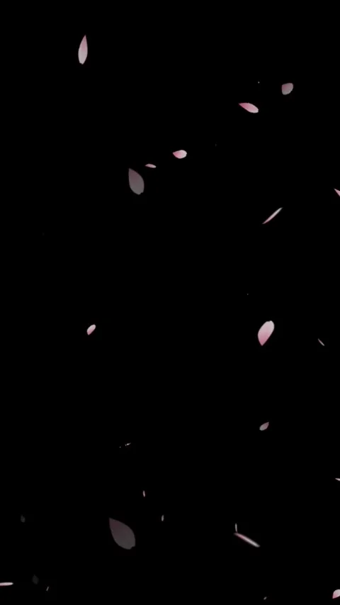 Falling pink cherry petals, Cherry blossom petals falling animation overlay.. Stock-Footage 279150049