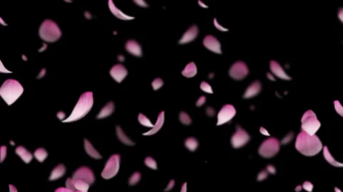Falling Pink Flower Petals Overlay, Romantic Spring Animation, 4K Alpha Channel Stock Footage 335615101