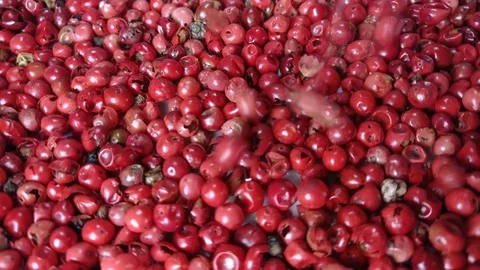 Falling pink pepper slow motion Stock Footage 75564293