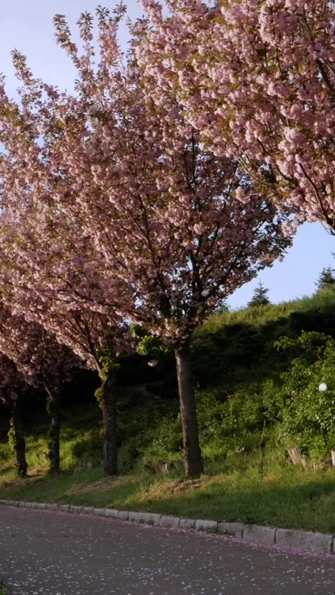 Falling pink petals in cherry blossom alley vertical footage Stock Footage 333780160