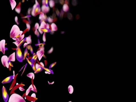 Falling Pink Purple Flower Petals Blurry Bokeh Placeholder Alpha matte Loop 4k Stock Footage 71897004