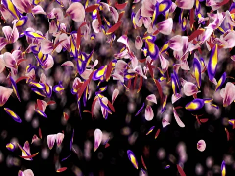 Falling Pink Purple Sakura Flower Petals Light Transition Alpha matte Loop 4k Stock Footage 71894900