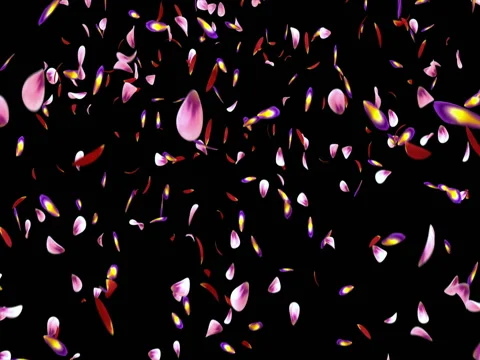 Falling Pink Purple Sakura Flower Petals Light Background Alpha matte Loop 4k Stock Footage 71897678