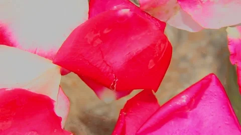Falling pink rose petals floating in soft natural light Video stock 318965430