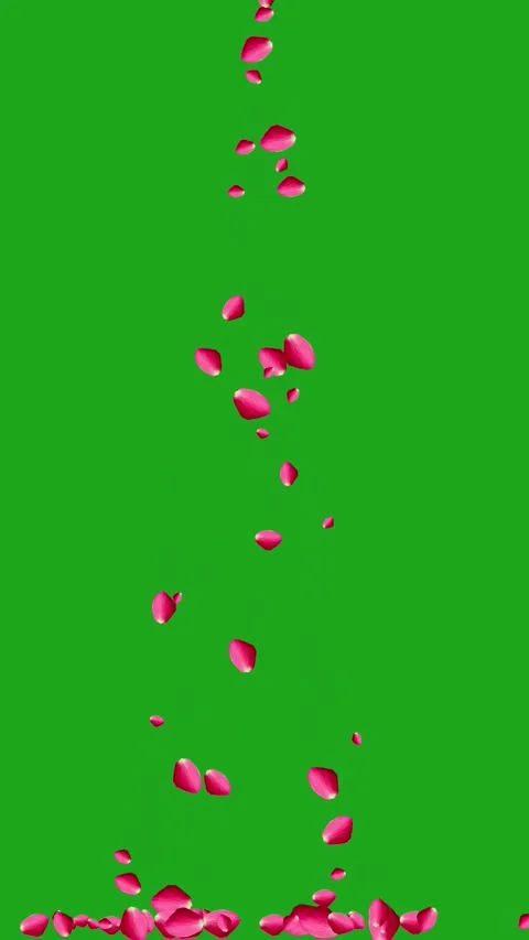 Falling Pink Rose Petals on Ground Surface Stock Footage 317013498