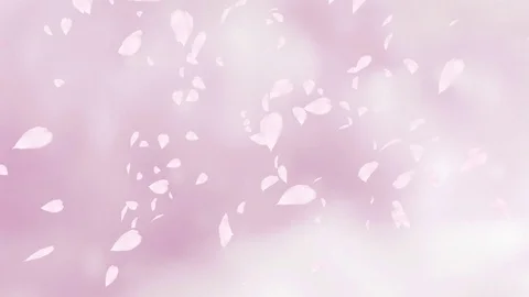 Falling pink rose petals or cherry tree blossoms. Slow motion. Video stock 71928203