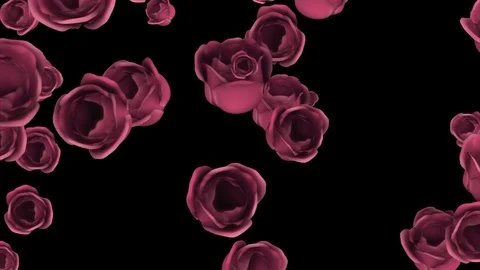 Falling of pink roses with alpha channel Stock Footage 71842192