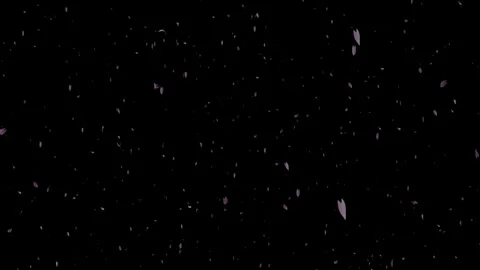 Falling Pink Sakura Cherry Blossom Petals 4K Loop Overlay Vidéo 334533554