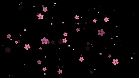 Falling Pink Spring Cherry Blossom Flowers On Black Background Loop Stock Footage 265971201
