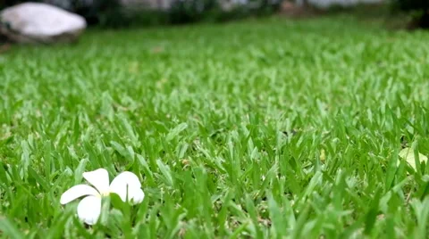 Falling plumeria Flower Video stock 64865708